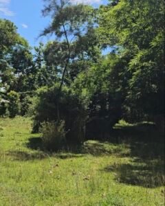 4.65 Bigha Resort-Purpose Land for Sale in Kaziranga, Near Geleki