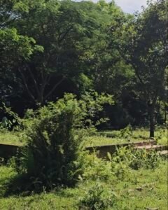4.65 Bigha Resort-Purpose Land for Sale in Kaziranga, Near Geleki