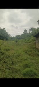 Farmhouse for Sale in Moran Gaon