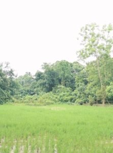 Premium land for sale in Dergaon