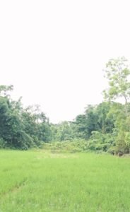 Premium land for sale in Dergaon