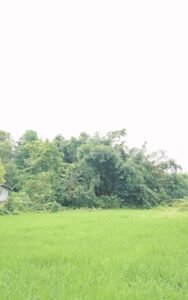 Premium land for sale in Dergaon