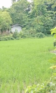 Premium land for sale in Dergaon