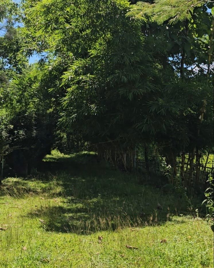 4.65 Bigha Resort-Purpose Land for Sale in Kaziranga, Near Geleki
