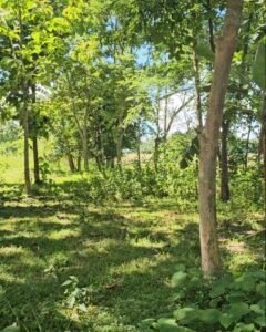4.65 Bigha Resort-Purpose Land for Sale in Kaziranga, Near Geleki