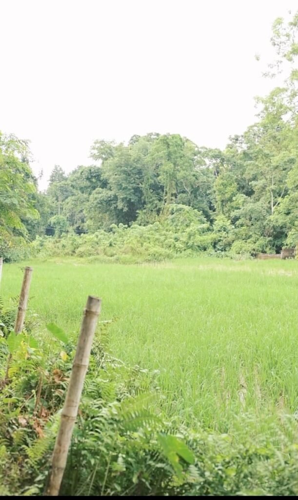 Premium land for sale in Dergaon