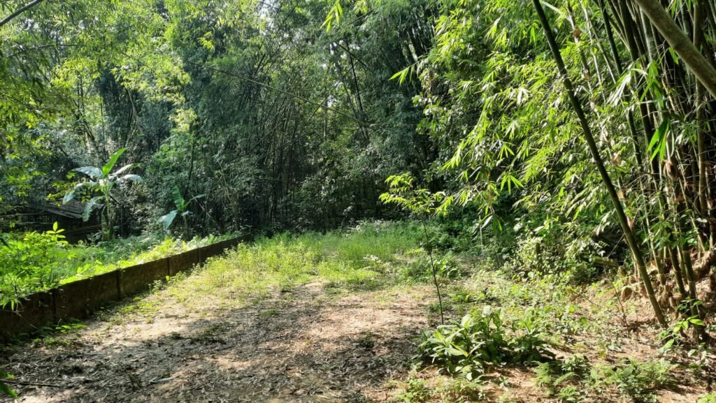 1 Katha Land for Sale in Jorhat – Plot at No. 1 Bamun Gaon