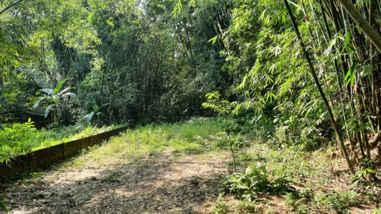 1 Katha Land for Sale in Jorhat – Plot at No. 1 Bamun Gaon